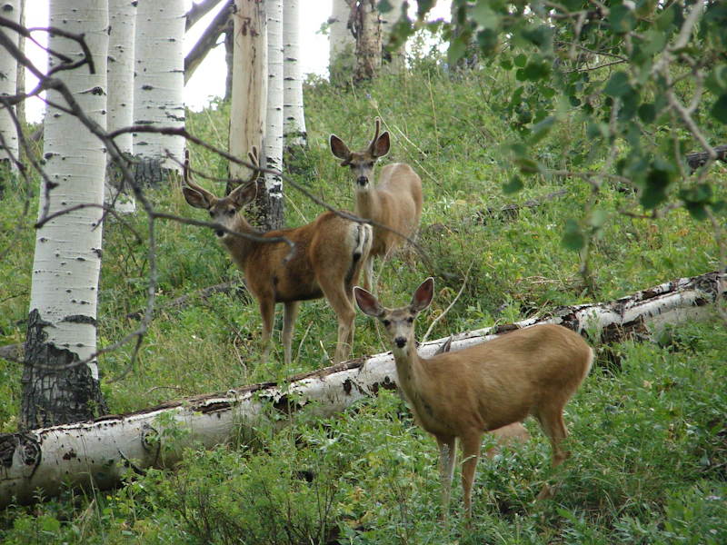 Boise Nf Deer Usfs