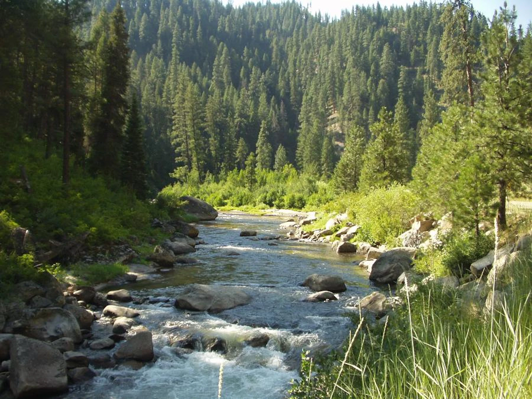 a wide creek through a forest