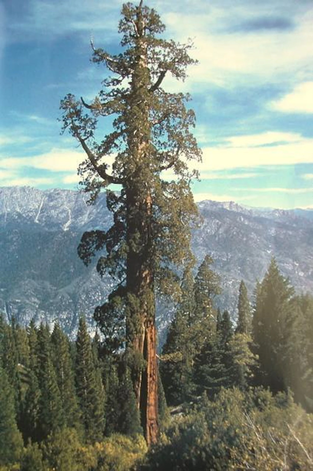 Boole Tree