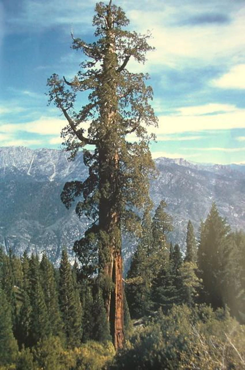 NFF leads way with Sequoia Work Group — National Forest Foundation