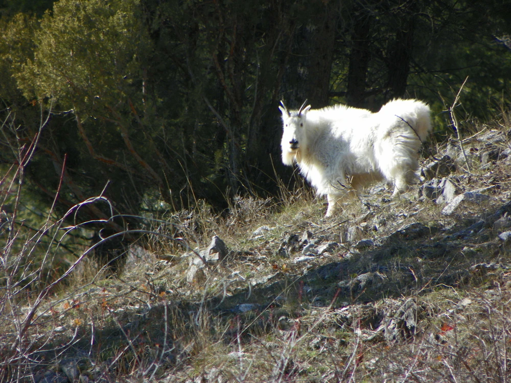 Bridger-Teton-NF billy-goat