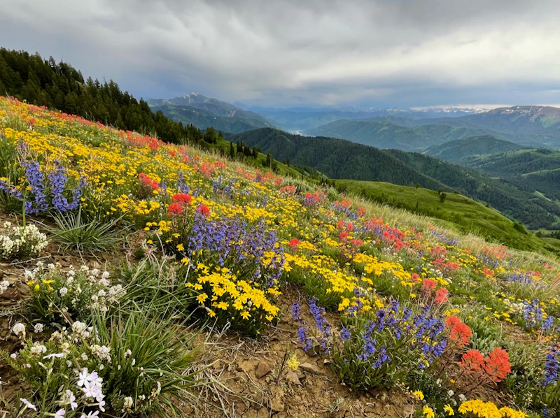 Wildflowers spread across an alpine hillside.