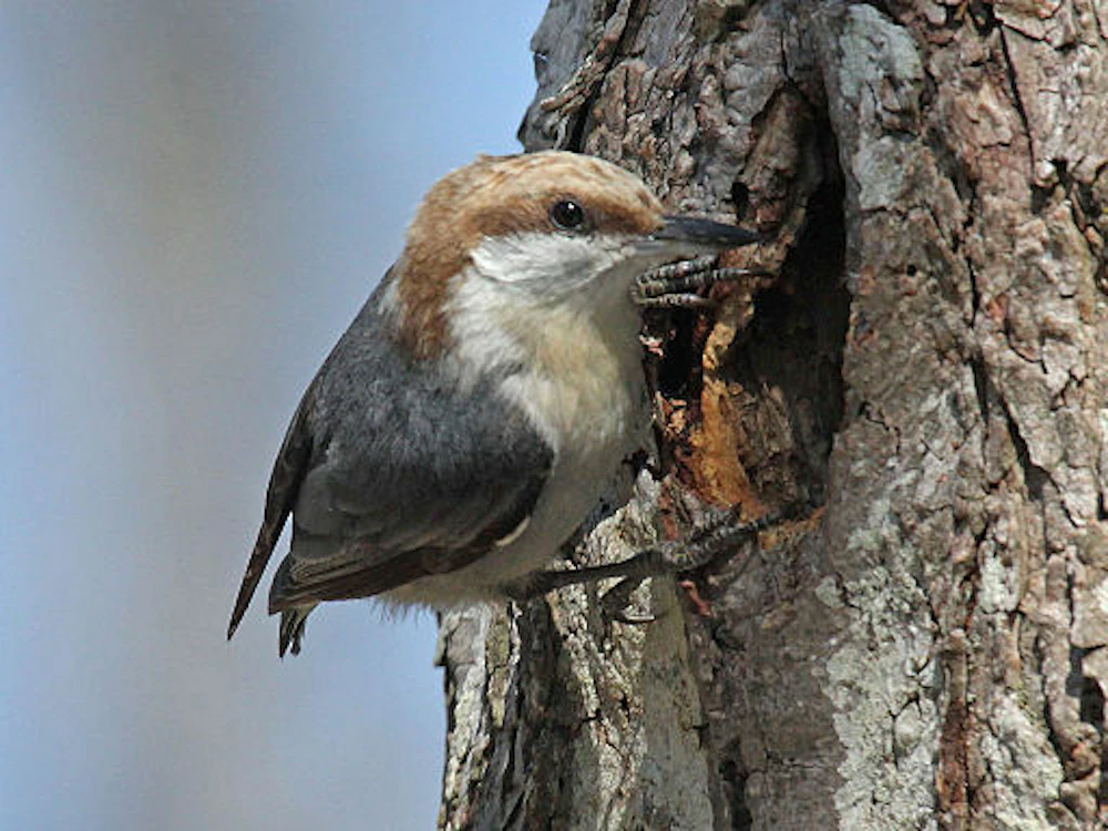 Brown headed Nuthatch Credit Dick Daniels