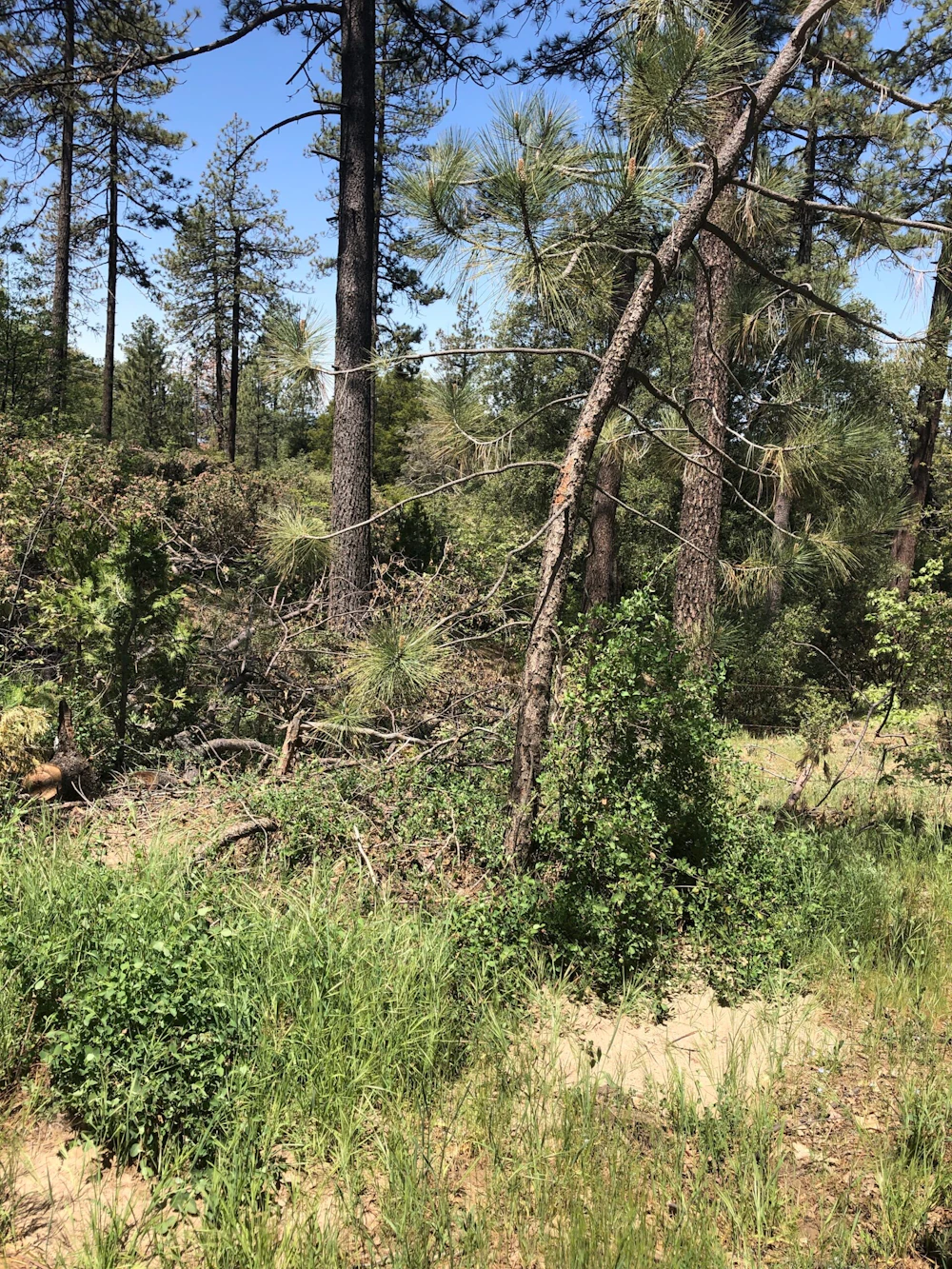 Brush to be cleared