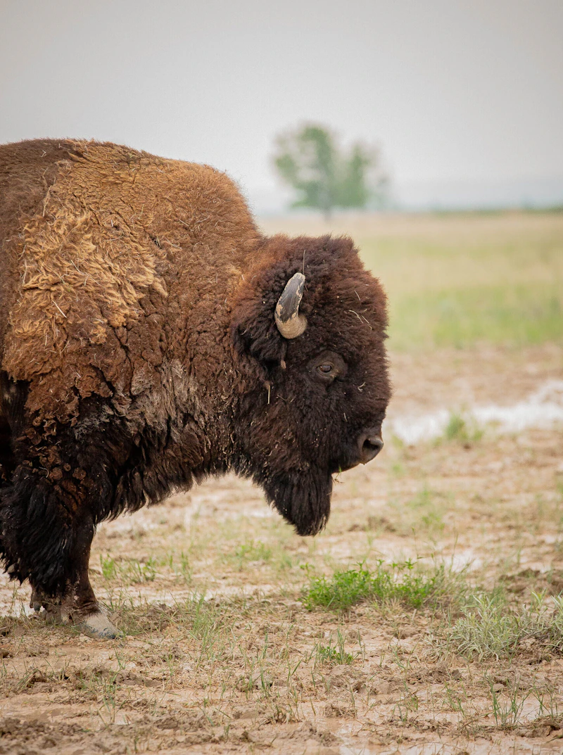 Bison.