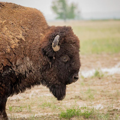 Bison