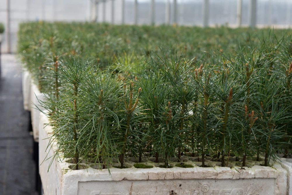 Cda Nursery Fast Export 51