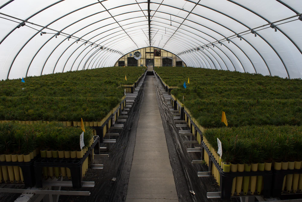 CDA Nursery Fast Export 66 1