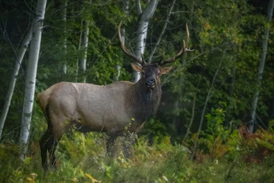 Male elk.