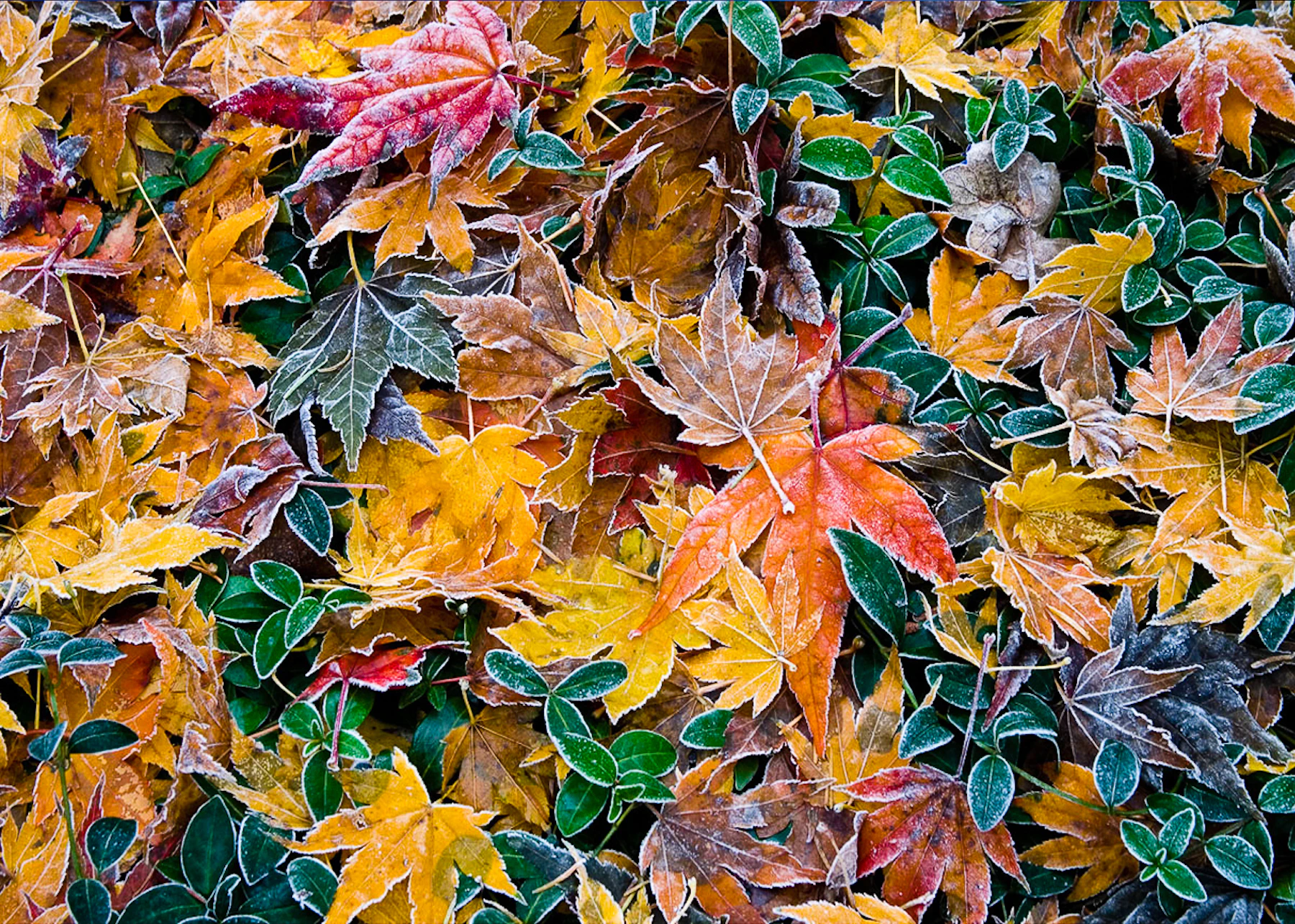 leaves on the ground in fall
