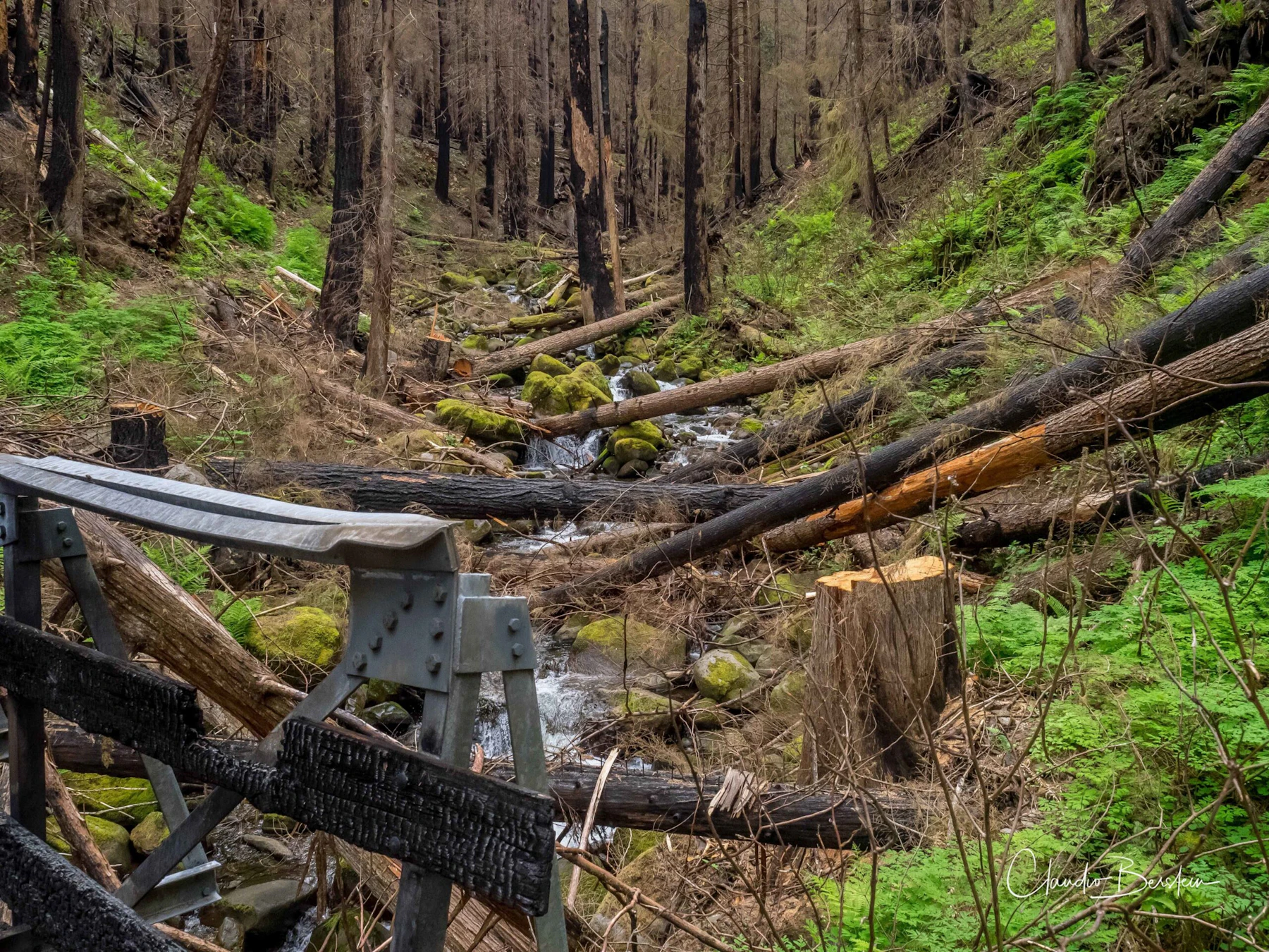 Crg Downed Tree Trailkeepers Oregon