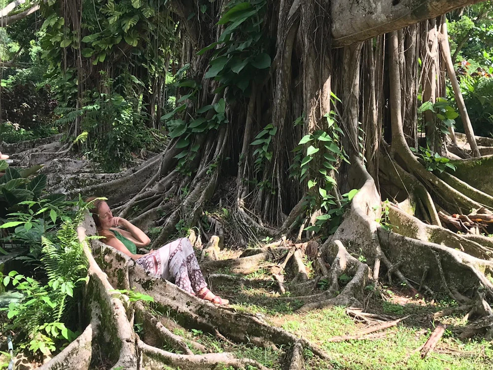 Caitlin Strangler Fig