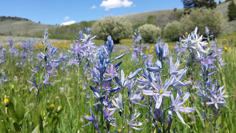 Wildflowers.