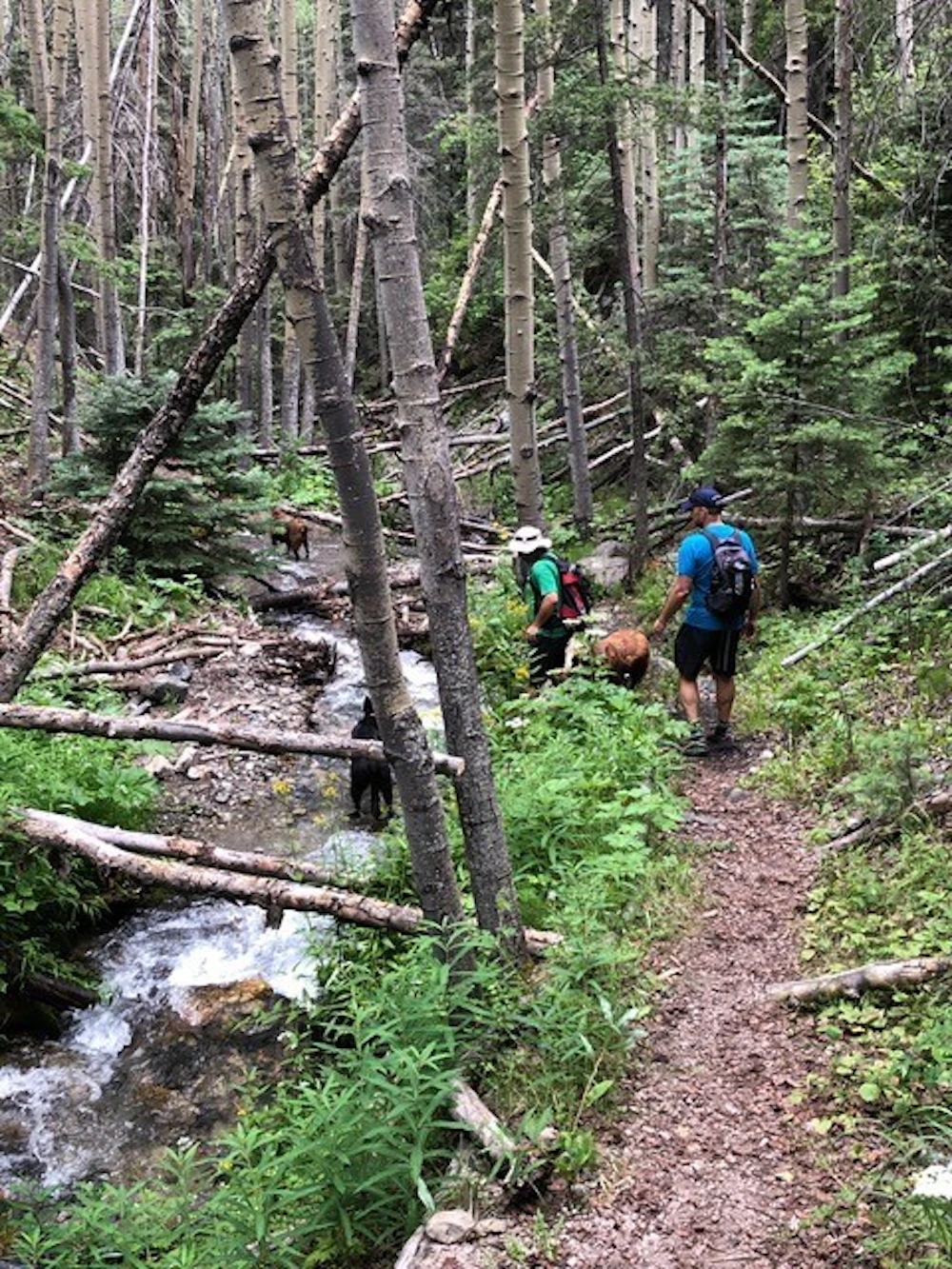 Carson Nf Columbine Canyon