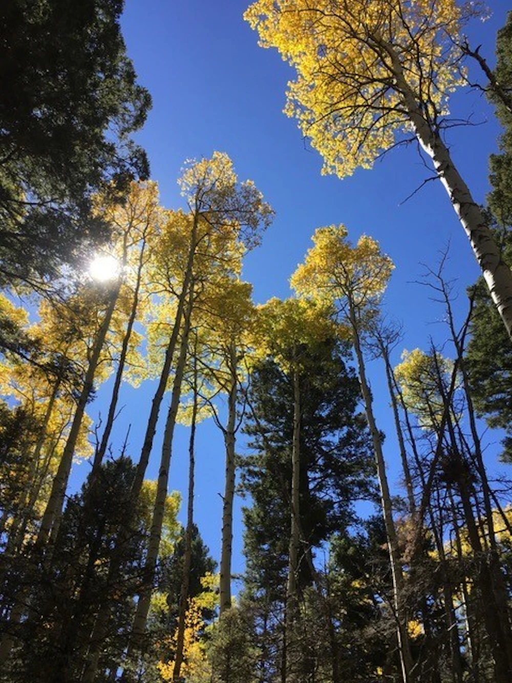 Carson Nf Elephant Rock Trail