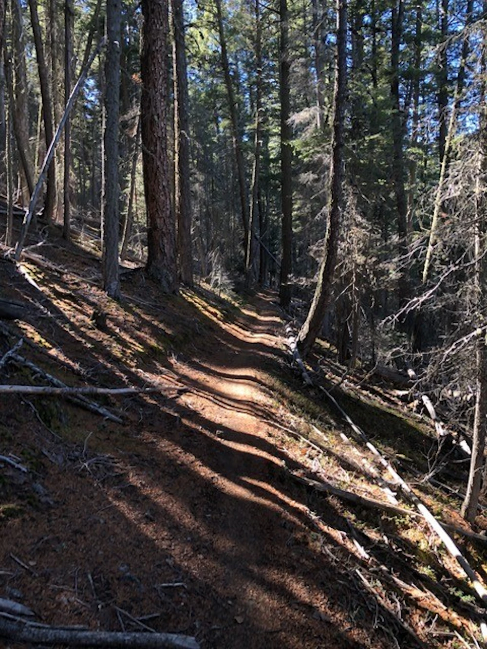 Carson Nf Sbt