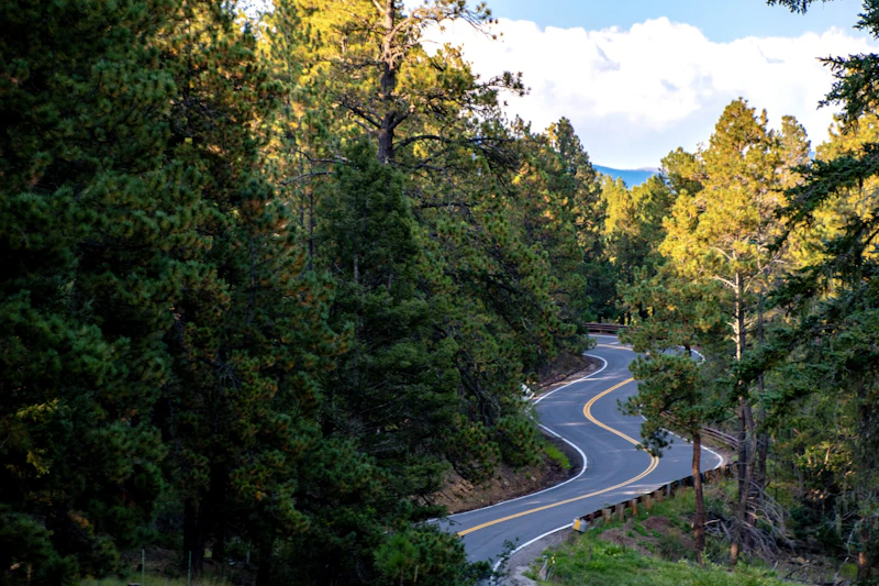 Winding road through an evergreen forest.