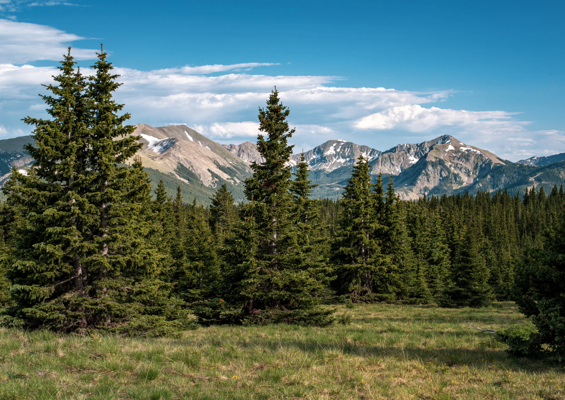 View of mountains beyond evergreens.