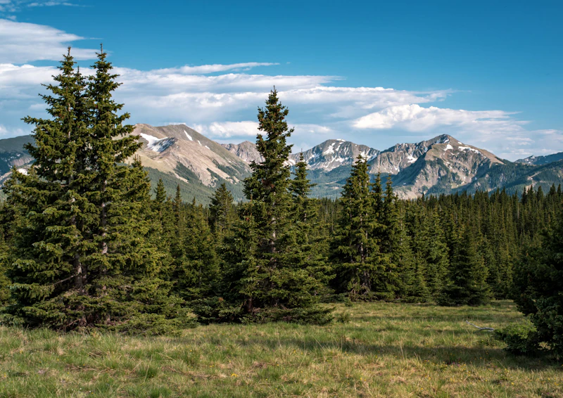 View of mountains beyond evergreens.