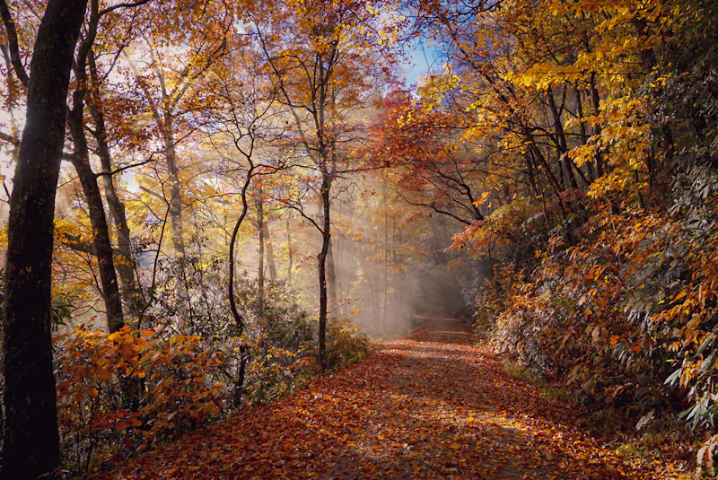 Road through an autumn forest.