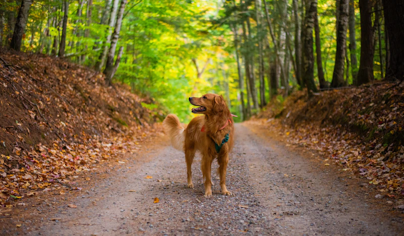 Golden Retriever on a forest path.