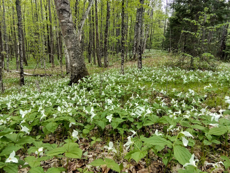 Trilliums cover the forest floor.