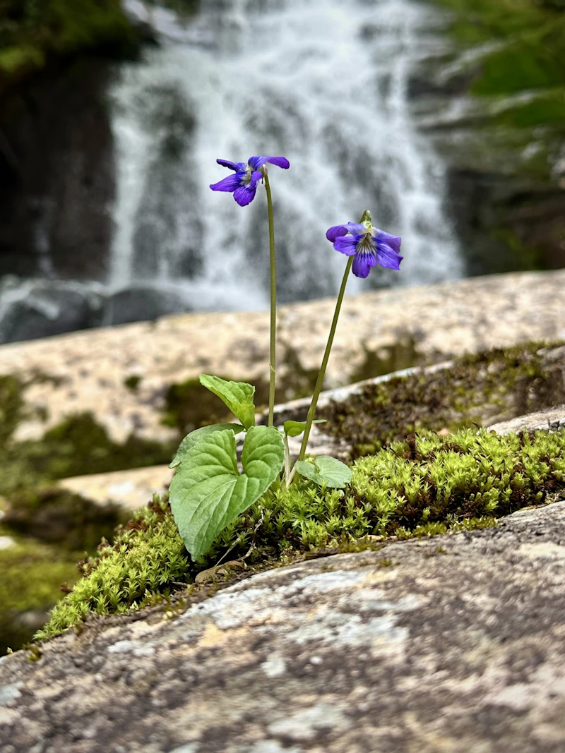 Wildflower blooms near a waterfall.