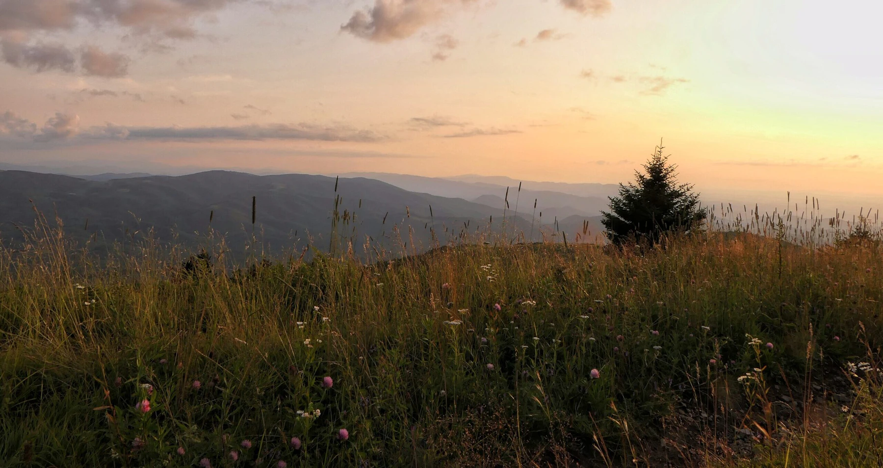 Sunset colors over a mountain meadow.