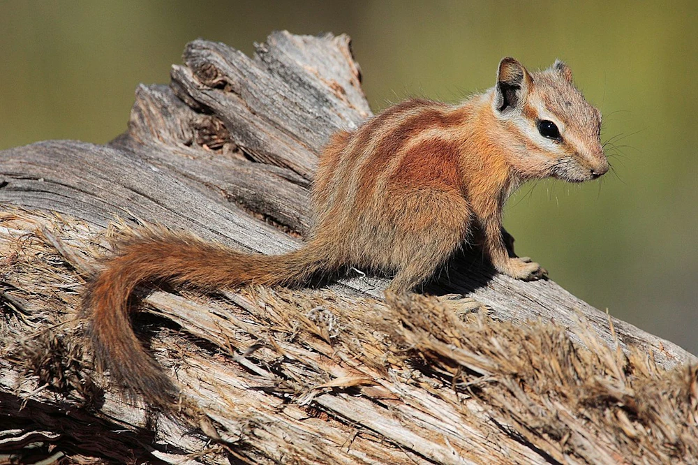 a chipmunk on a log