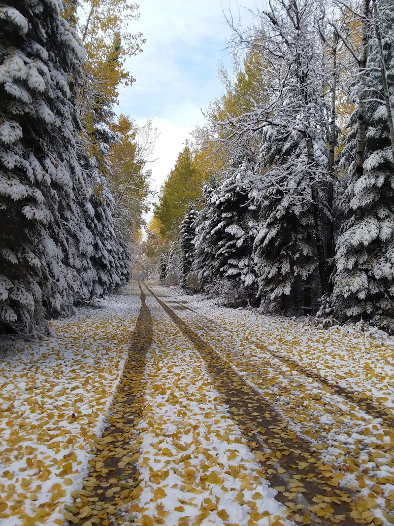 Fallen leaves in the snow cover a forest road.
