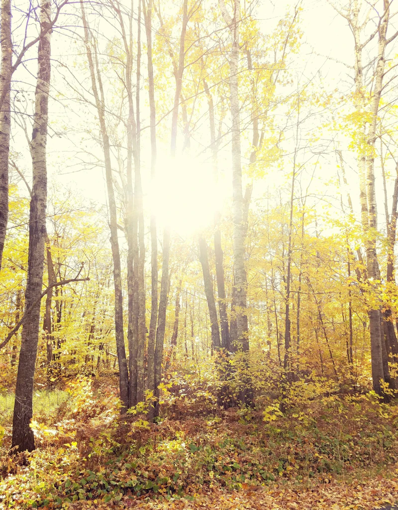 Sunlight through autumn leaves.