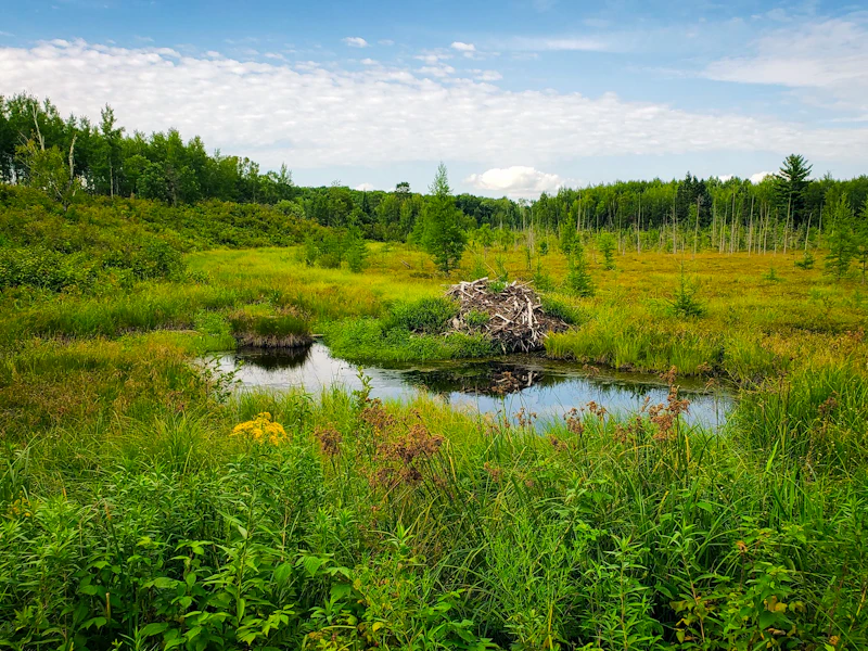 beaver lodge in a wet meadow