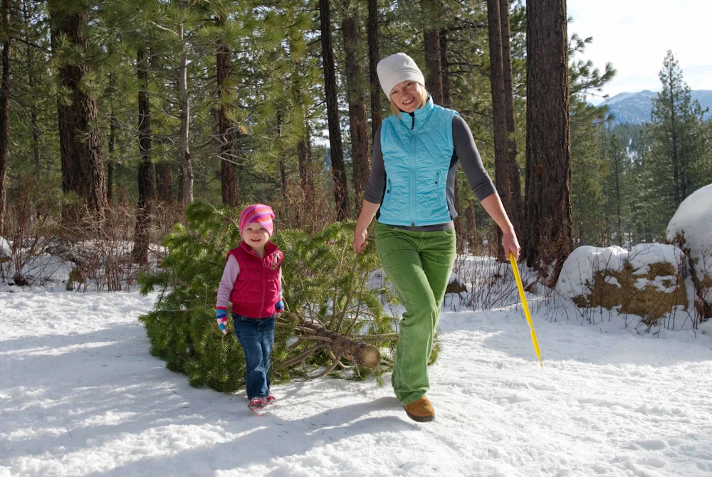 woman and girl pulling a tree out of the forest in winter