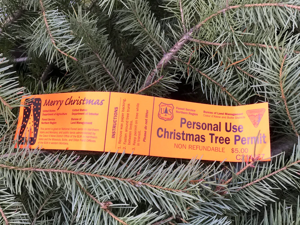 tree permit on a pine tree