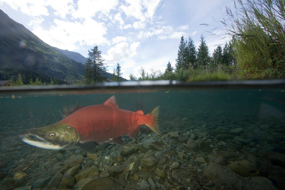 Chugach Nf Red Salmon Tern Lake Usfs