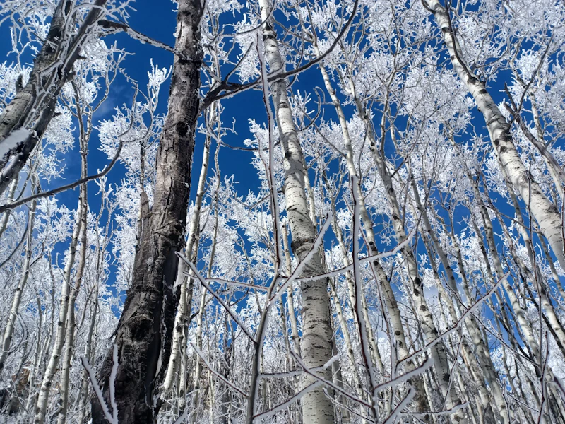 Aspens covered in ice.
