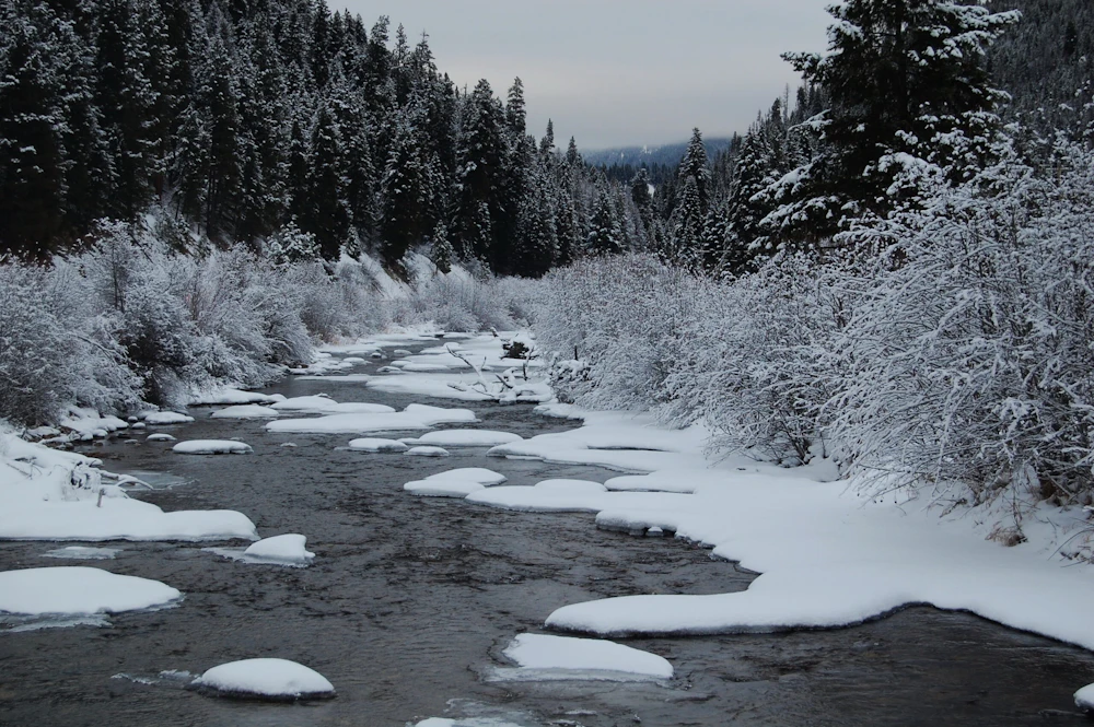 Clearwater-NF Lolo-Creek USFS-Roger-Peterson