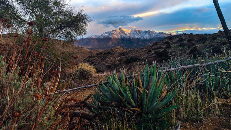 desert plants in front of far off mountains at sunset