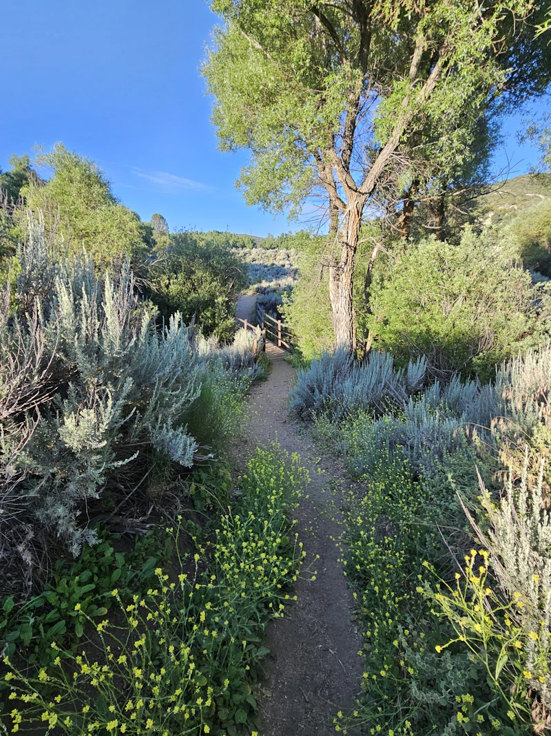 a trail through flowers and grasses