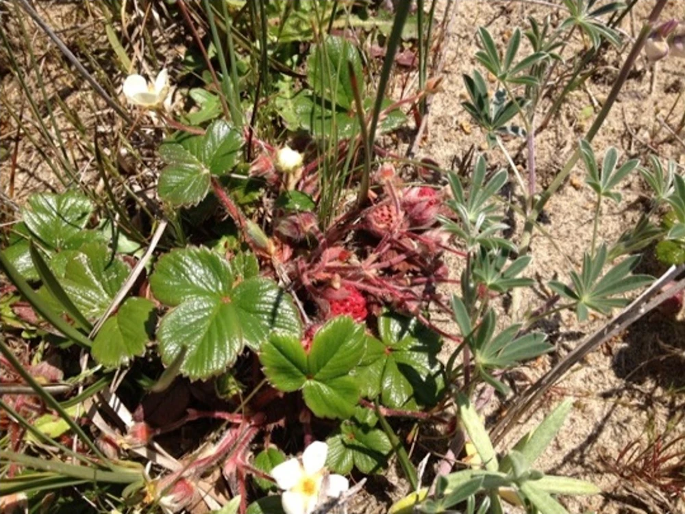 Coastal Strawberry