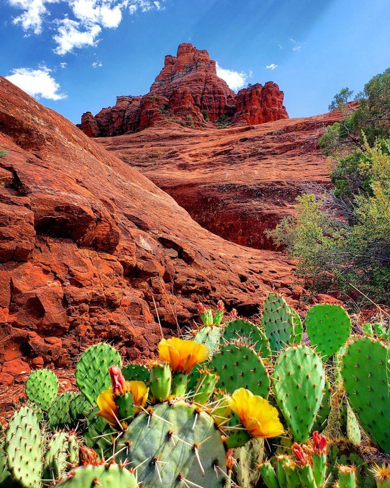Rock rock formation rises above cacti in the desert.