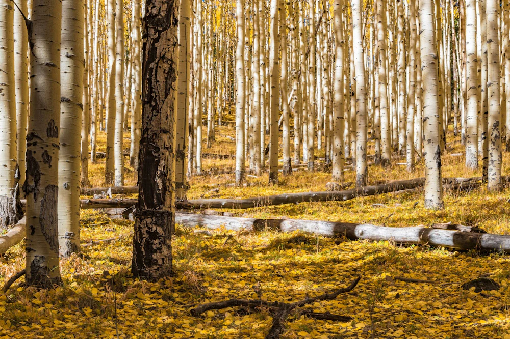 Coconino NF Inner Basin Trail Amy Novotny