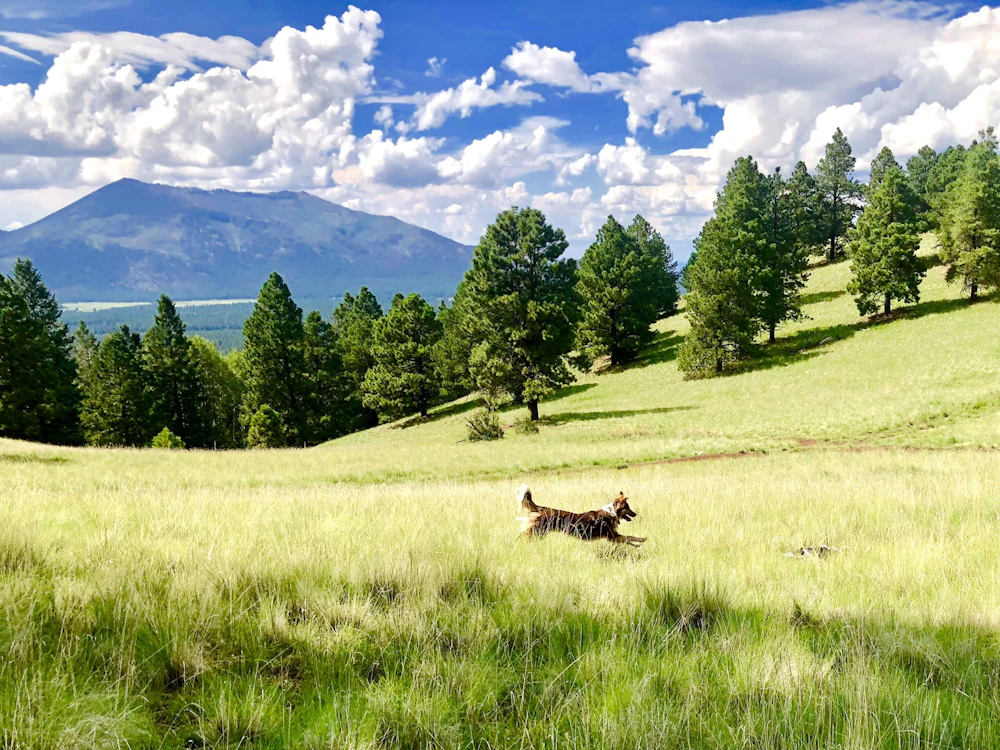 a dog running through a meadow
