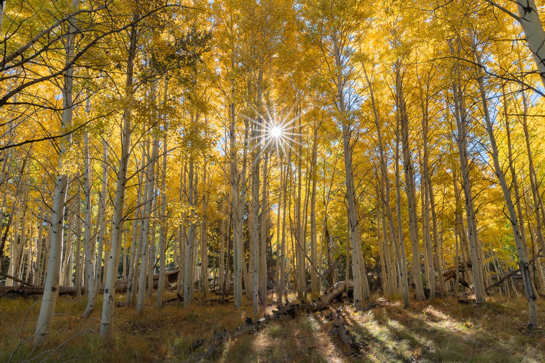 Coconino National Forest — National Forest Foundation