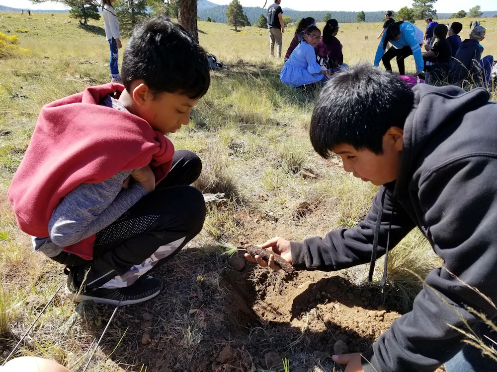 Coconino planting