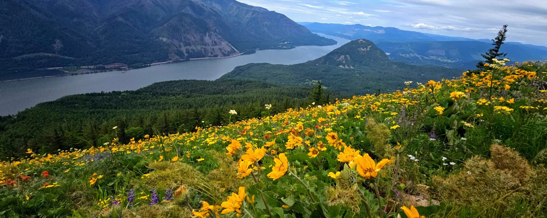 Wildflowers.