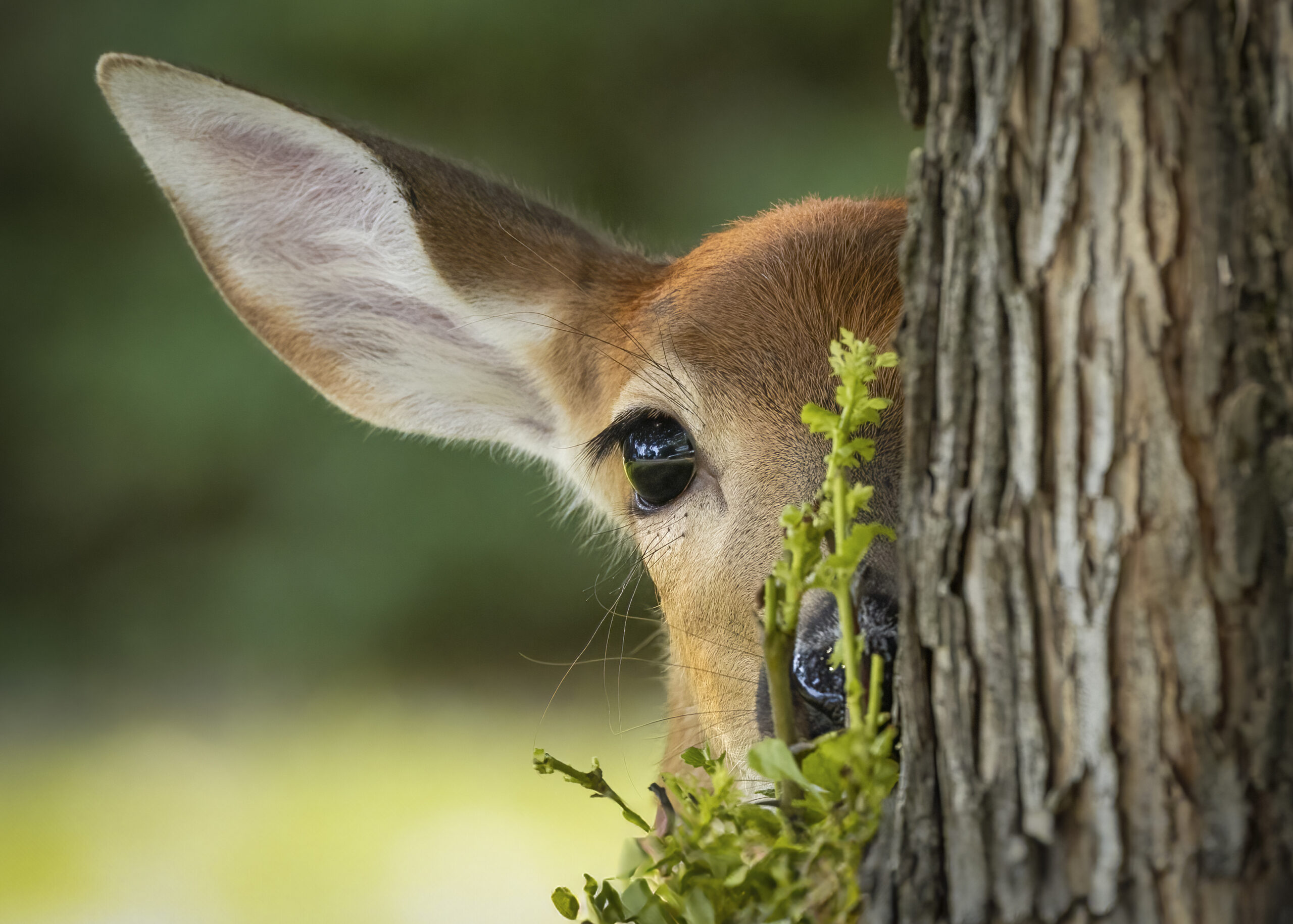 Fawn peeks from behind a tree.