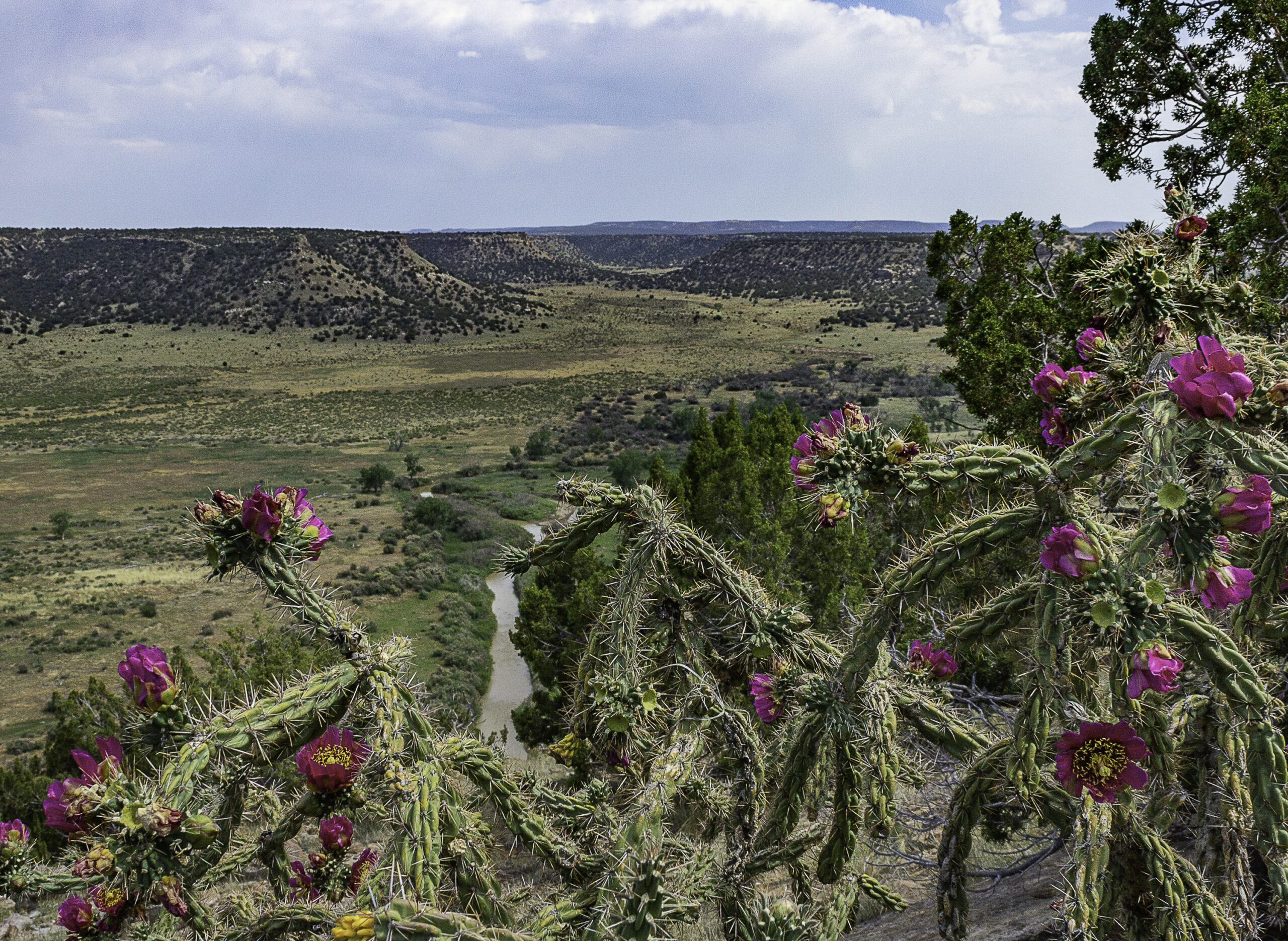 View of a river canyon through cholla blooms.