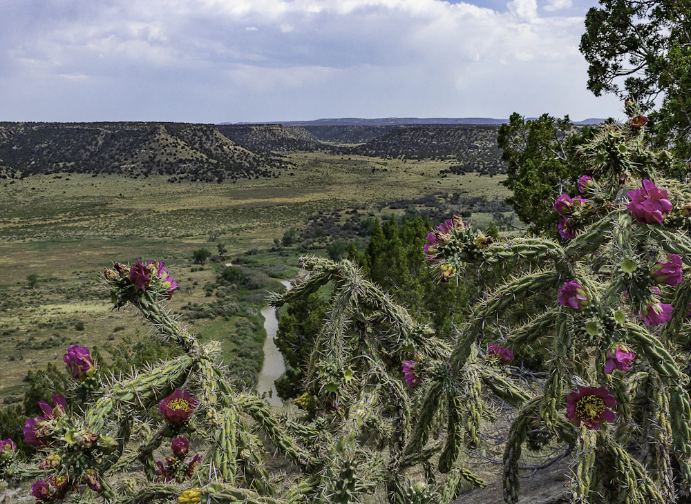 View of a river canyon through cholla blooms.
