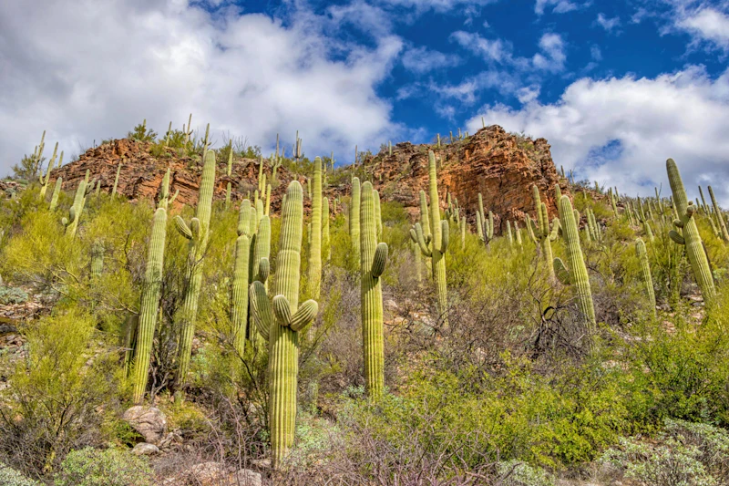 Saguaro cacti stand guard in Sabino Canyon.